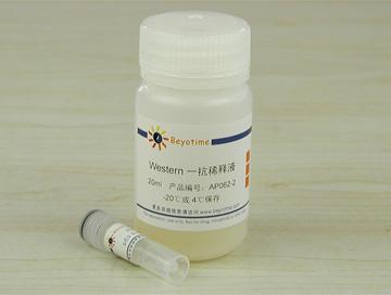 p53抗体(小鼠单抗)